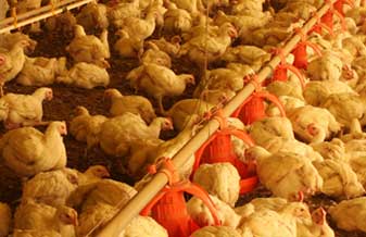 Avícola São José - Foto 1