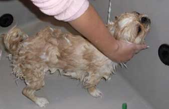 Pet Happy - Foto 1