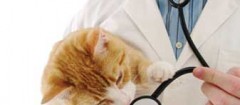 clinicas-veterinarias-recife-1397657646