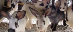 criadores-de-animais-recife-1397657691