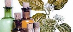 farmacias-de-homeopatia-recife-1397744147