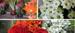 floricultura-recife-1397751626