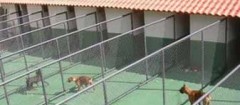 hotel-para-animais-recife-1397658147