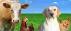 produtos-veterinarios-recife-1397658463