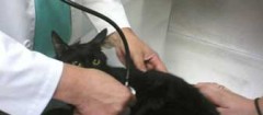 veterinários-recife-1397658642