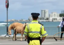 Concurso Guarda Recife PE