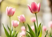 quartas-feiras sinfônicas