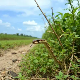 infestação de cobras no Recife